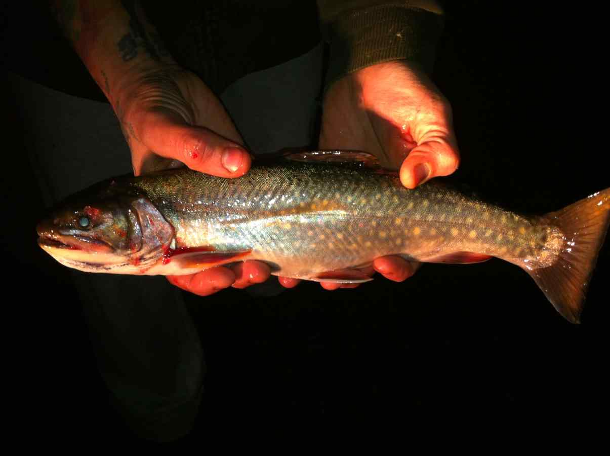 Pearson Pond Brook trout