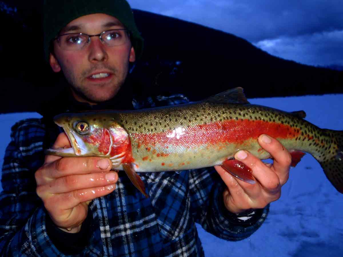 Ice fishing Rainbow Trout