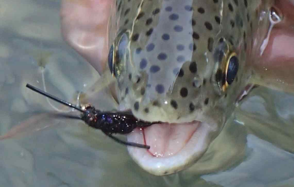 Rainbow Trout with fly in mouth