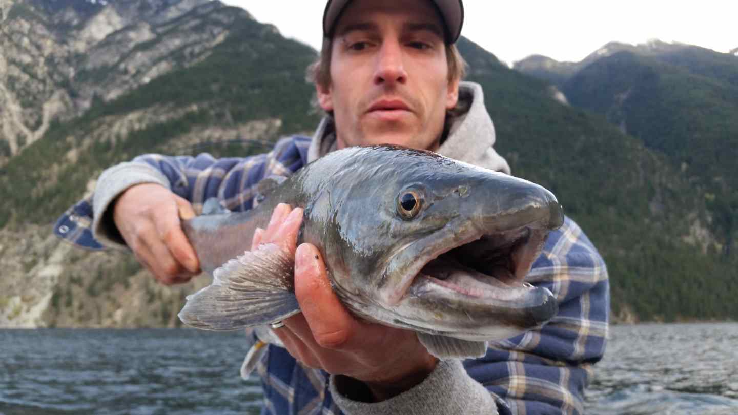 Trophy Bull Trout fishing in BC BC Fishing Reports Pemberton Fish