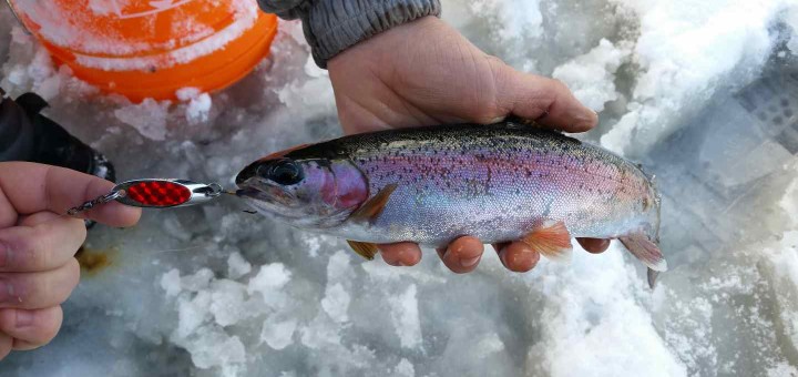 Great Rainbow trout Ice fishing in BC