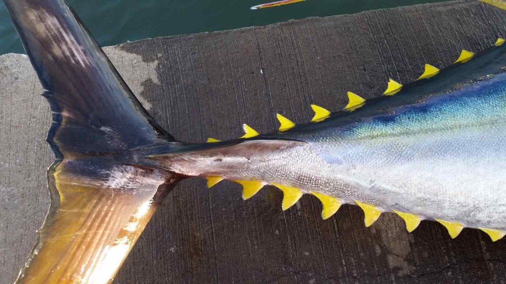 Fishing Charters Oahu Hawaii