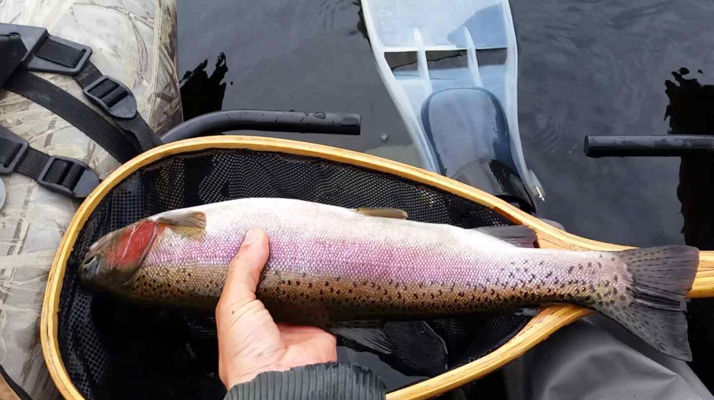 Fly fishing Whistler BC BC Fishing Reports Pemberton Fish Finder