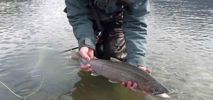 Fly fishing for Coastal Cutthroat Trout