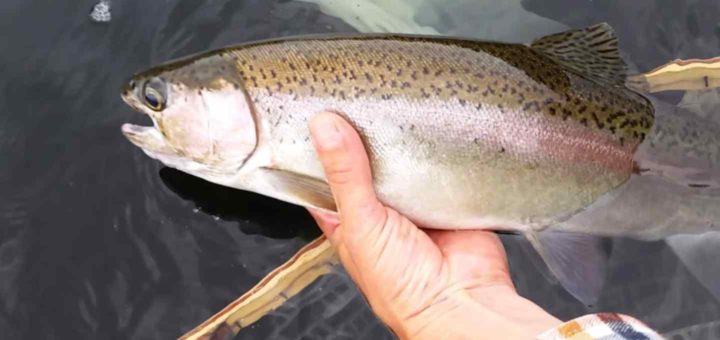 Fly fishing Trips in Canada