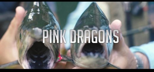 Pink Dragons