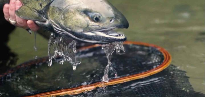 Salmon fly fishing video