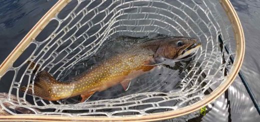 Massive Brook Trout Fly fishing Trips in British Columbia Canada