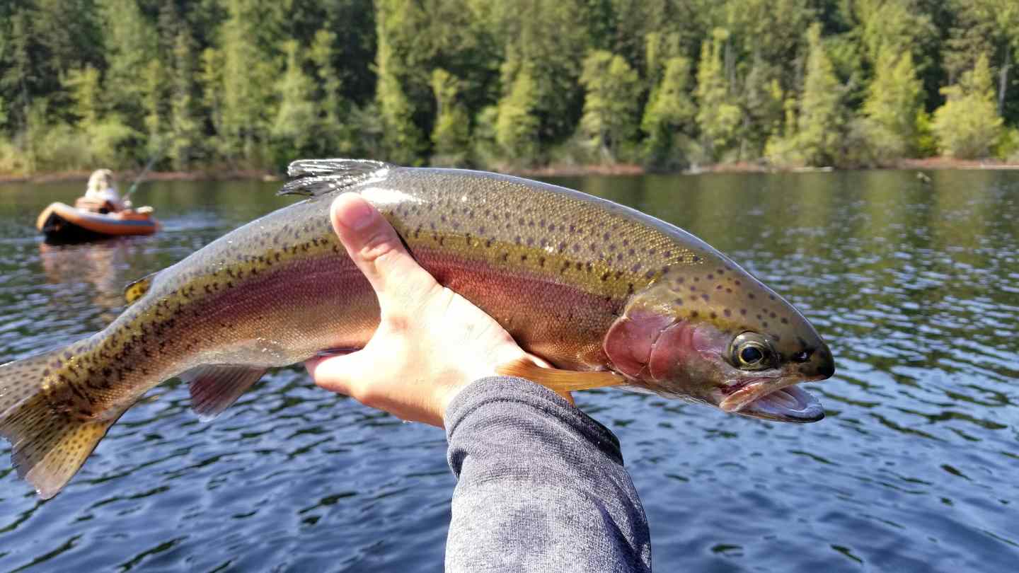 Fly Fishing Small Lakes in Whistler Squamish and Pemberton British