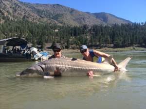 Image result for canadian sturgeon